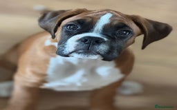 Boxer dogs for sale: Kennel club registered Boxer Pups 3 girls 4 boys - Image 11
