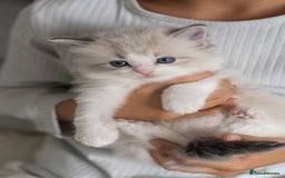 Ragdoll cats for sale: Best Ragdoll Bicolour and Lynx kittens in UK - Image 32