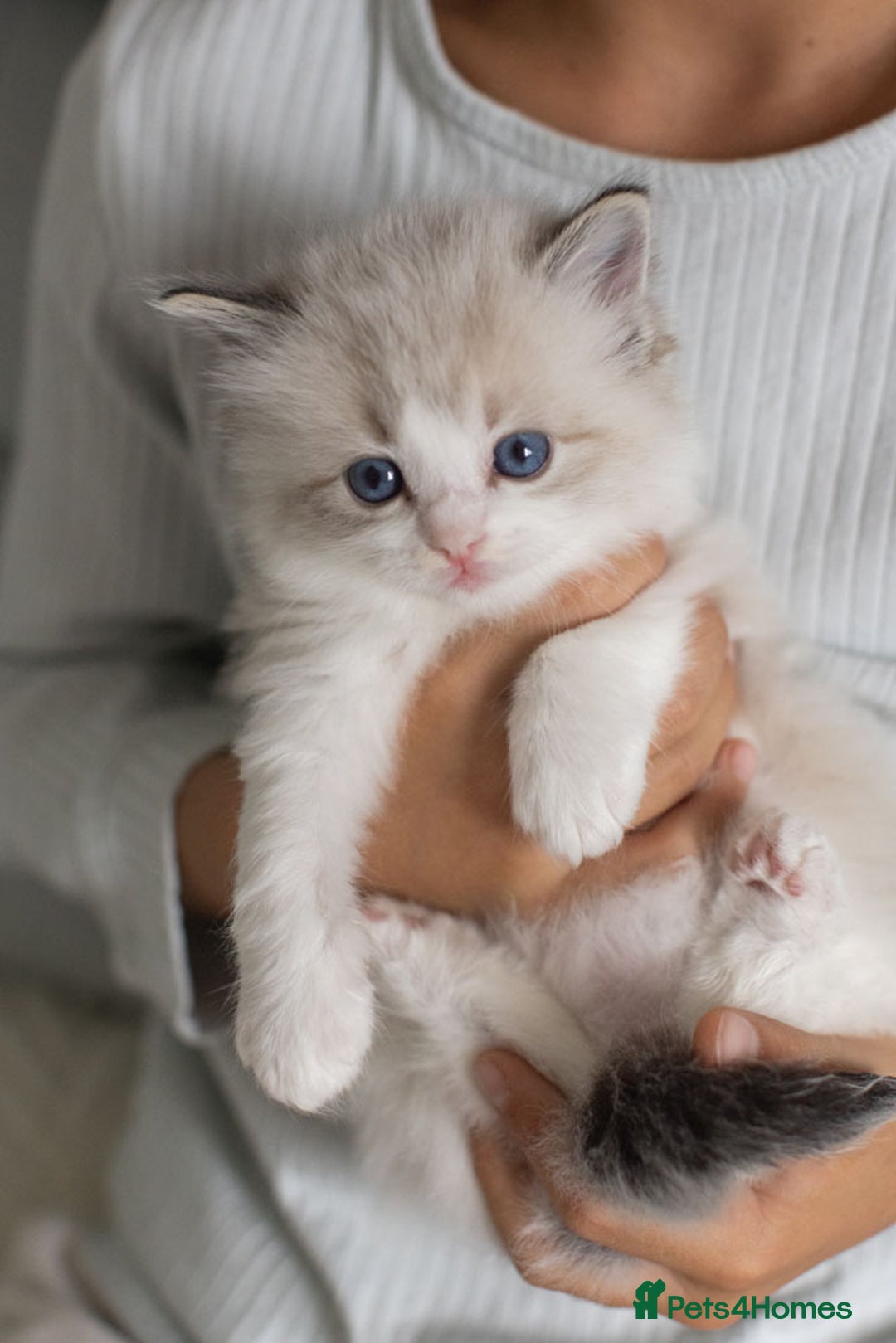 Ragdoll cats for sale: Best Ragdoll Bicolour and Lynx kittens in UK - Image 32