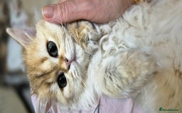 Scottish Fold cats for sale: I girl left! TICA reg. Scottish Fold ready to go - Image 16