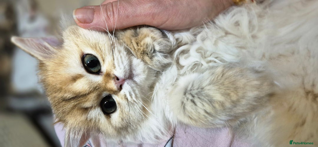 Scottish Fold cats for sale: I girl left! TICA reg. Scottish Fold ready to go - Image 16