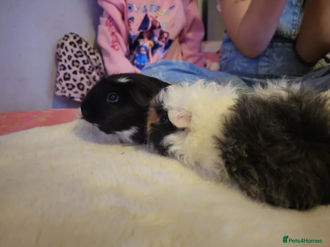 Guinea Pig rodents for sale: Adorable female guinea pig babies  in Nottingham - Advert 4