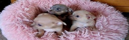 Chihuahua dogs for sale: Three Male Chihuahua Puppies - Advert 5