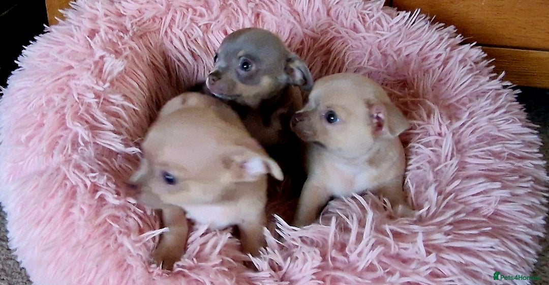 Chihuahua dogs for sale: Three Male Chihuahua Puppies - Image 5