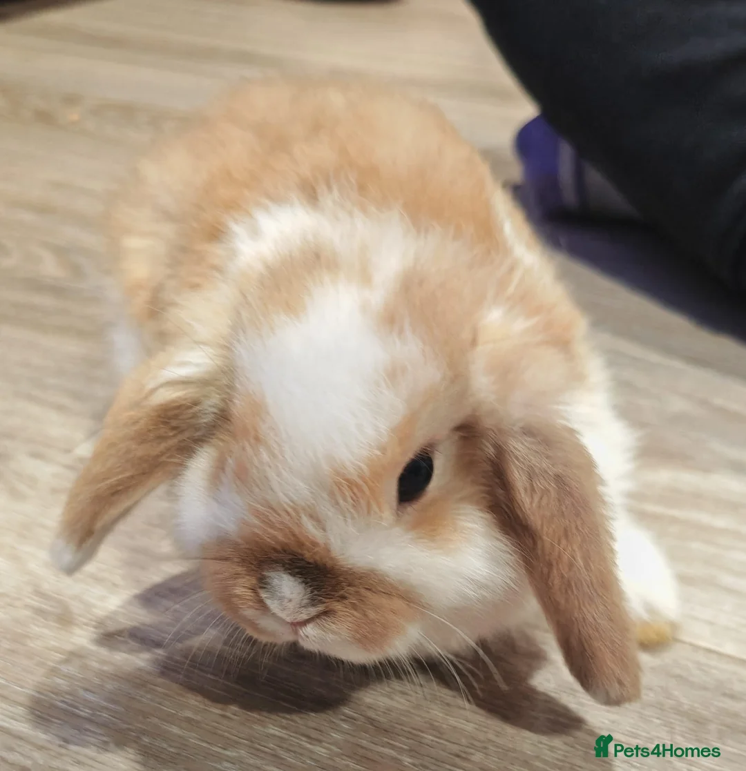 Mini Lop rabbits for sale: Mini Lop Baby Rabbits - Advert 1