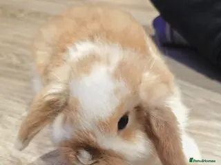 Mini Lop rabbits Mini Lop Baby Rabbits - Advert 2