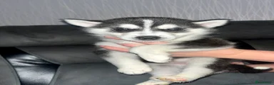 Siberian Husky 2