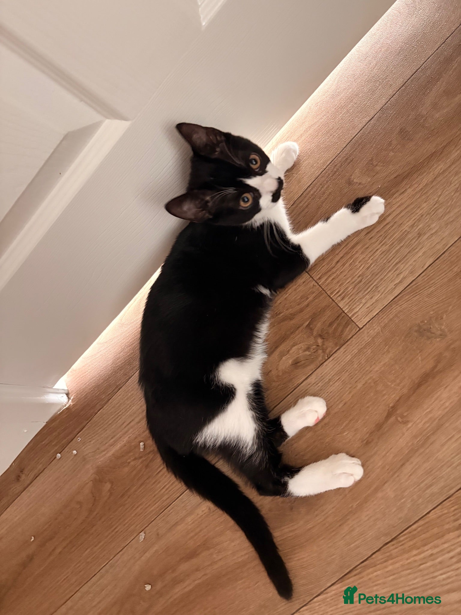 Domestic Shorthair cats Male Kitten In need of forever home  - Advert 7