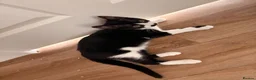 Domestic Shorthair cats for sale: Male Kitten In need of forever home  - Advert 1