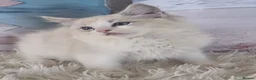 Ragdoll cats for sale: 💕Cute Champion line Ragdolls Kittens 💕 - Advert 7