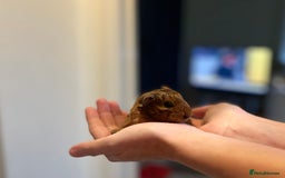 Guinea Pig rodents for sale: 🩷2 GIRL baby guinea pigs ready to leave 🩷  - Image 4