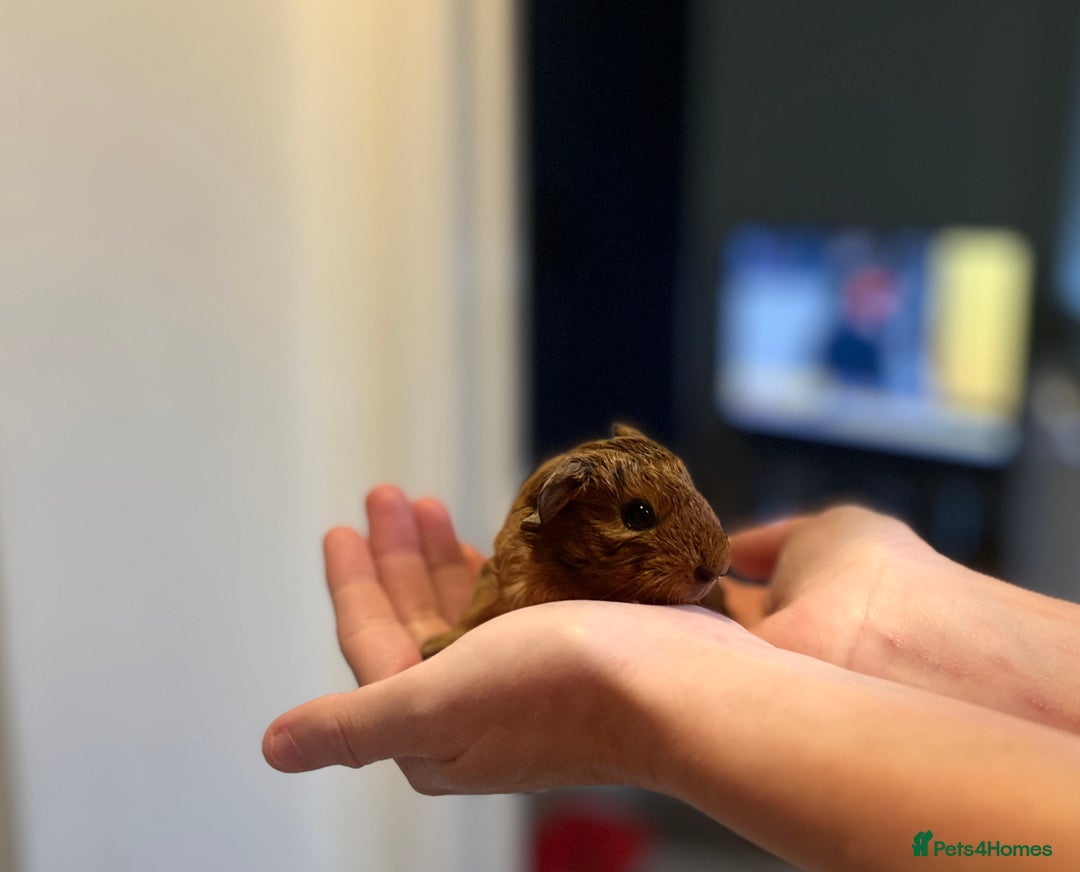 Guinea Pig rodents for sale: 🩷2 GIRL baby guinea pigs ready to leave 🩷  - Image 4