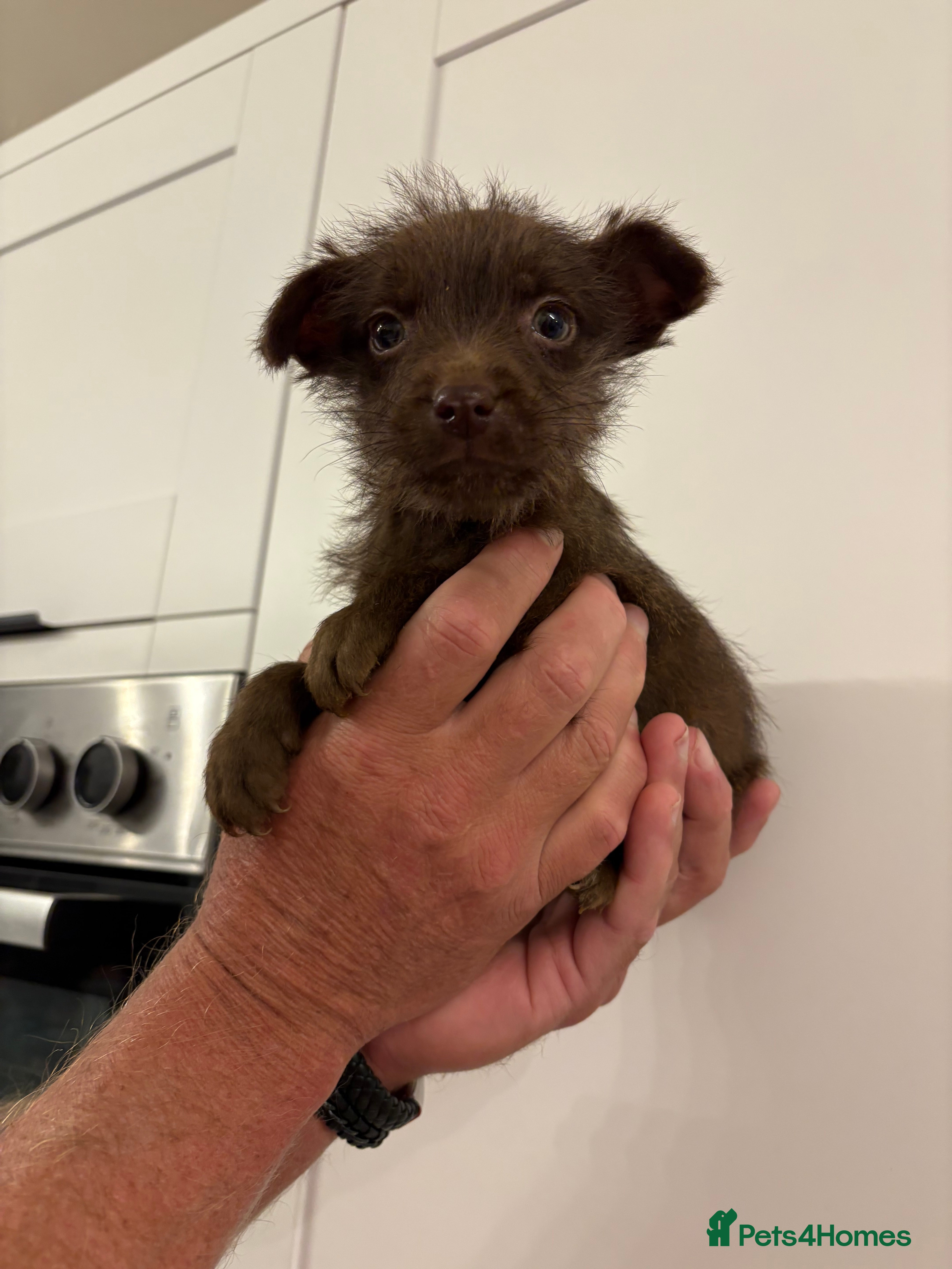 Patterdale Terrier dogs Patterdale Terrier pups  - Advert 18