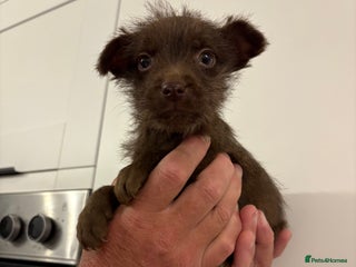 Patterdale Terrier dogs Patterdale Terrier pups - Advert 18