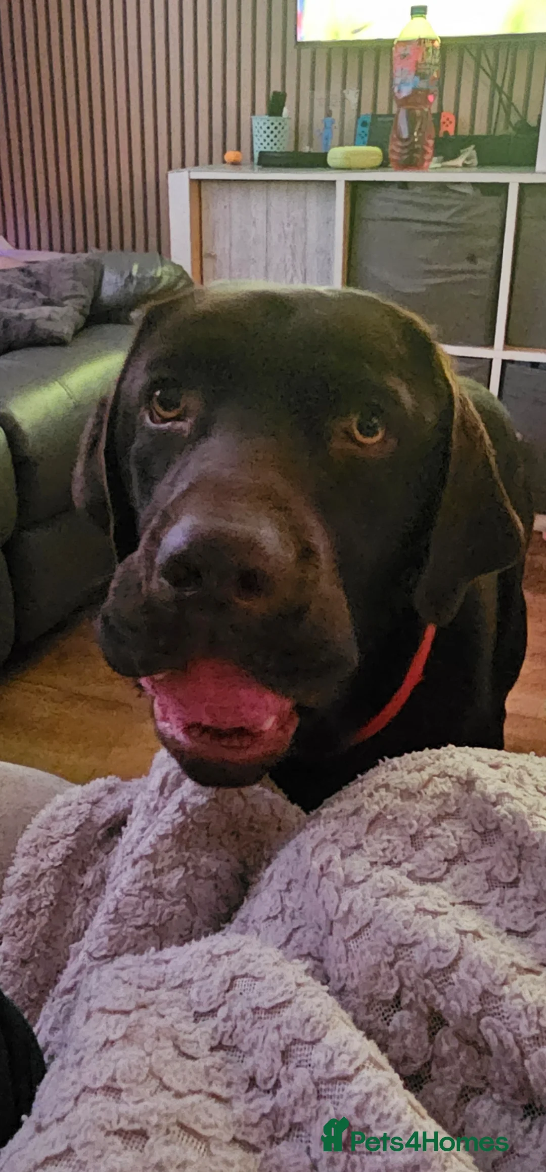 Labrador Retriever dogs for sale: Handsome Rolo in Hengoed - Advert 2