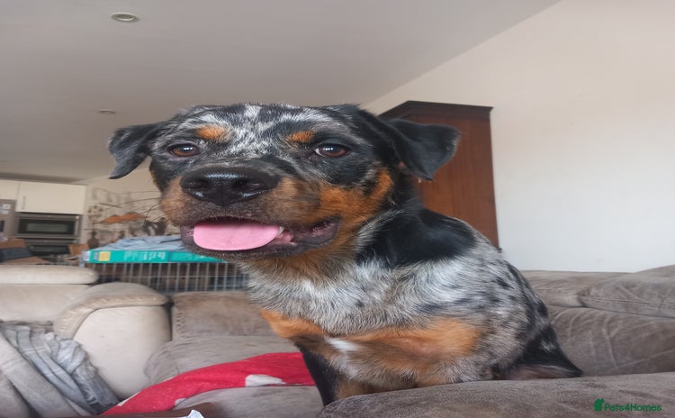 Mixed Breed dogs - Advert 10
