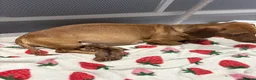 Miniature Dachshund dogs for sale: Miniature dachshund puppies  in Hamilton - Advert 6