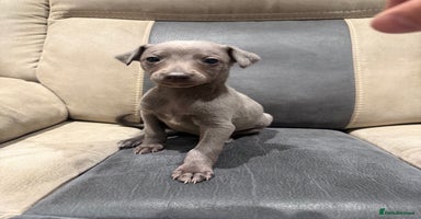 Whippet dogs - Advert 7
