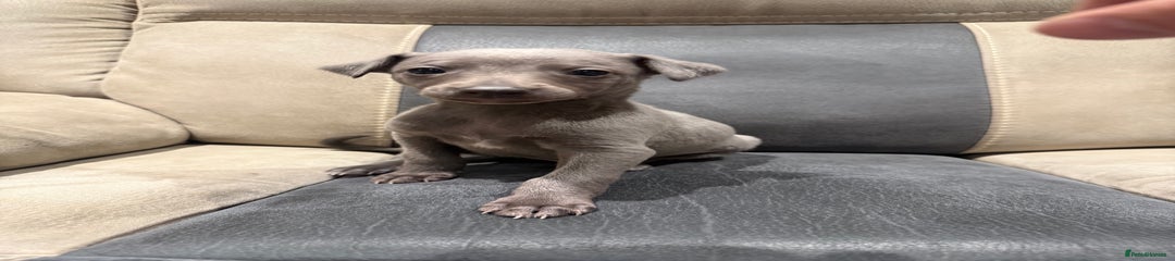 Whippet Puppy 1