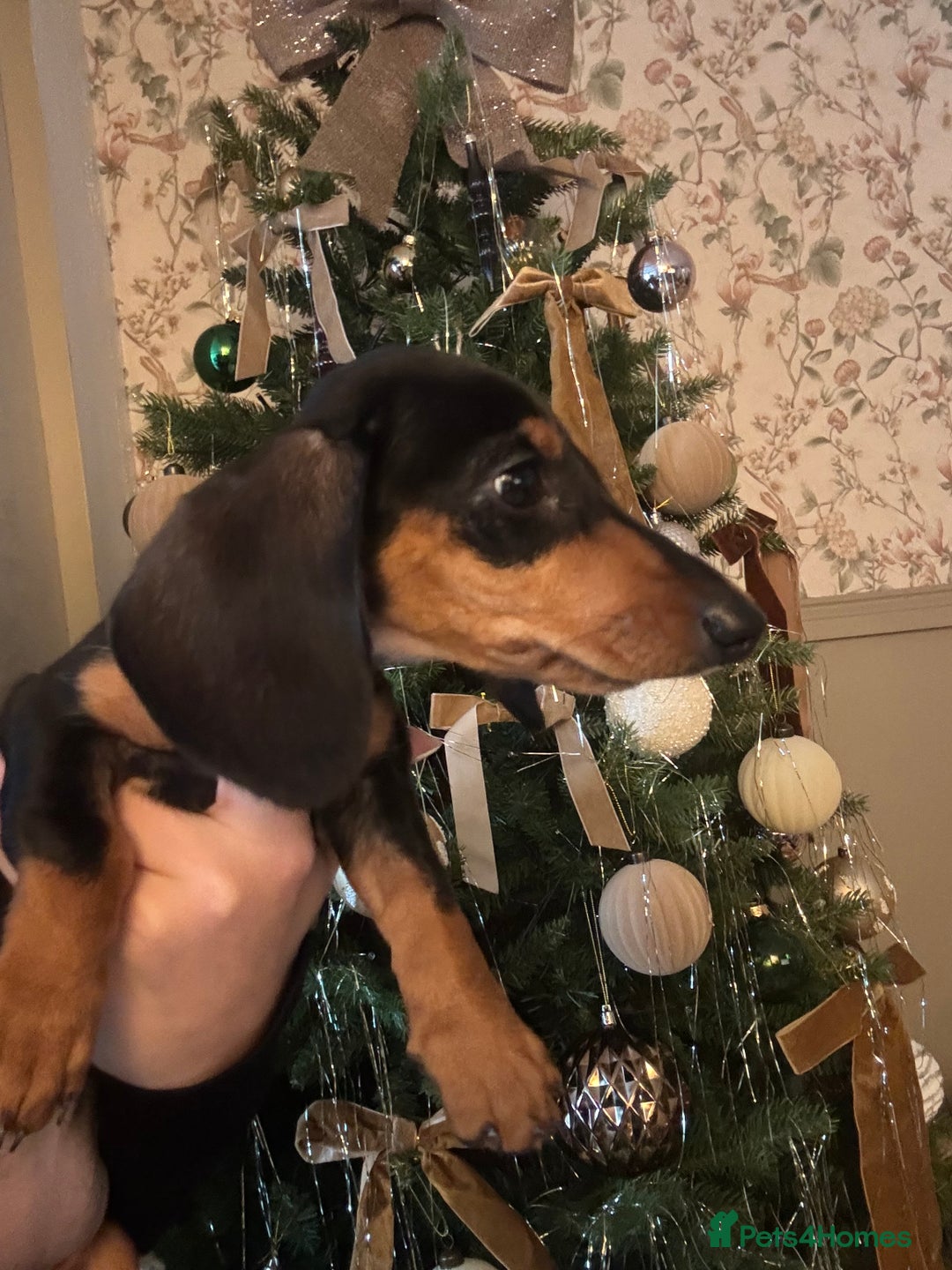 Miniature Dachshund dogs for sale: Beautiful miniature dachshund - Advert 5
