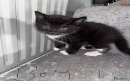 British Shorthair cats for sale: Litter of five kittens looking for forever home - Advert 2