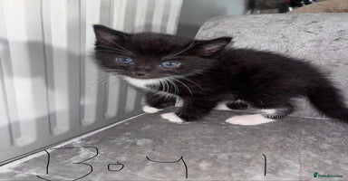 British Shorthair cats Litter of five kittens looking for forever home - Advert 12