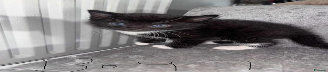 British Shorthair Kitten 1