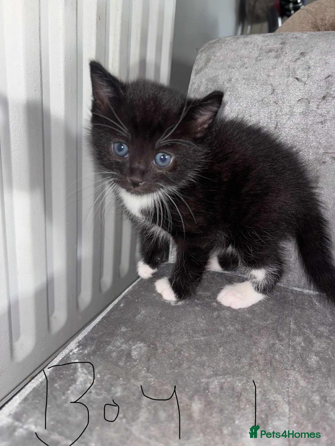 British Shorthair cats for sale: Litter of five kittens looking for forever home - Advert 2