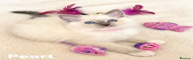 Pearl