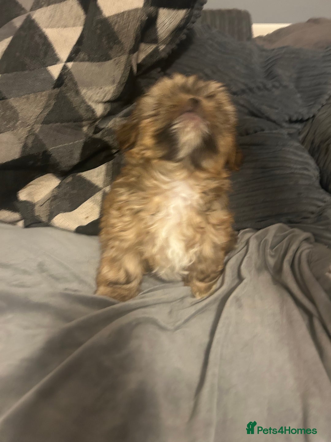 Shih Tzu dogs for sale: Gorgeous little boy - Advert 9