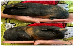 Guinea Pig rodents for sale: Baby boar guinea pigs  - Image 3
