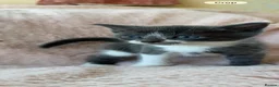 Mixed Breed cats for sale: Beautiful Kittens For Sale  - Advert 6