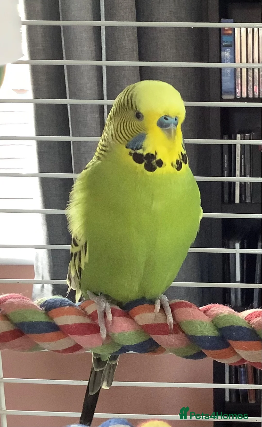 Budgerigars birds for sale: Bonded pair of budgies in Warrington - Advert 3
