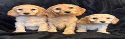 Cavapoo dogs for sale: Beautiful F1 Cavapoo Puppies  - Advert 4