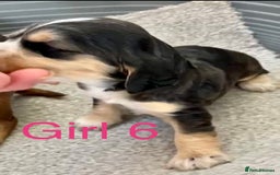 Cocker Spaniel dogs for sale: Kc show extensive health tests beautiful colours - Image 34