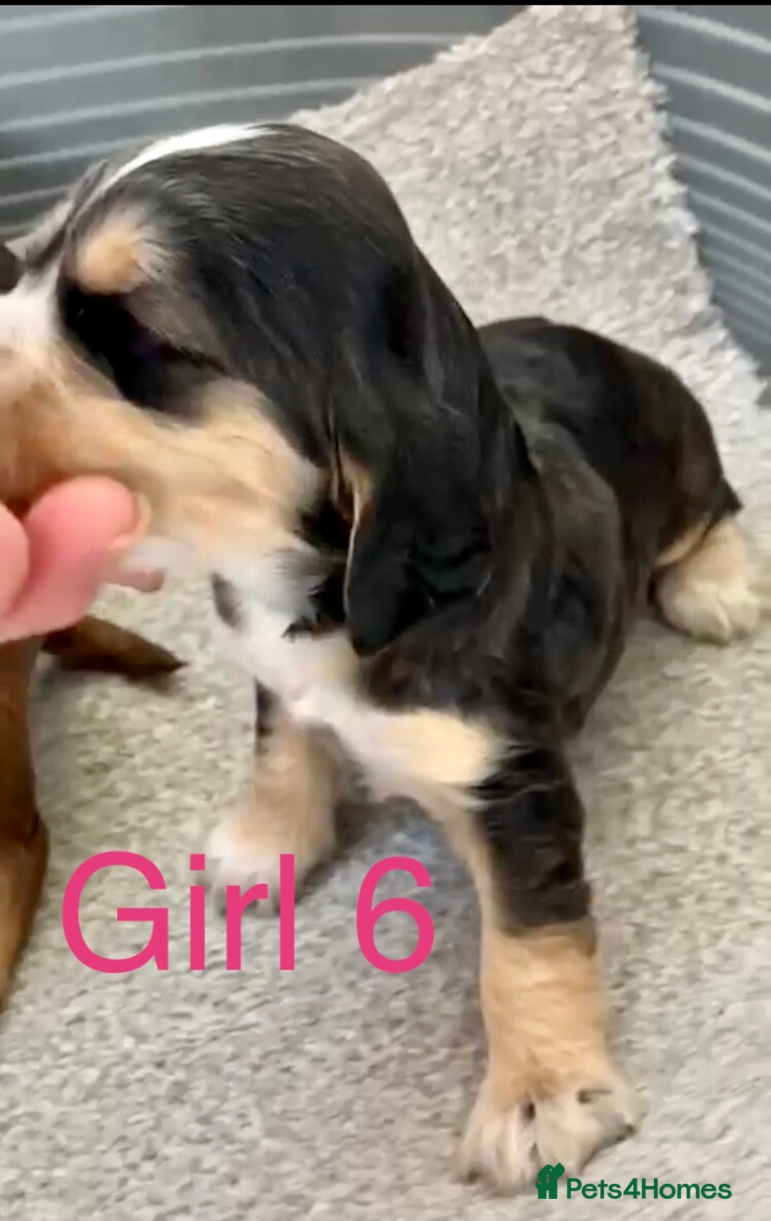 Cocker Spaniel dogs for sale: Kc show extensive health tests beautiful colours - Image 34