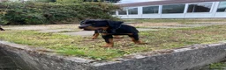 Rottweiler dogs for sale: Rottweiler puppies for show & breeding - Advert 27