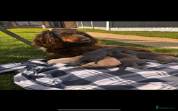 Sprocker dogs for sale: Beautiful Sprocker puppies for sale  - Image 1