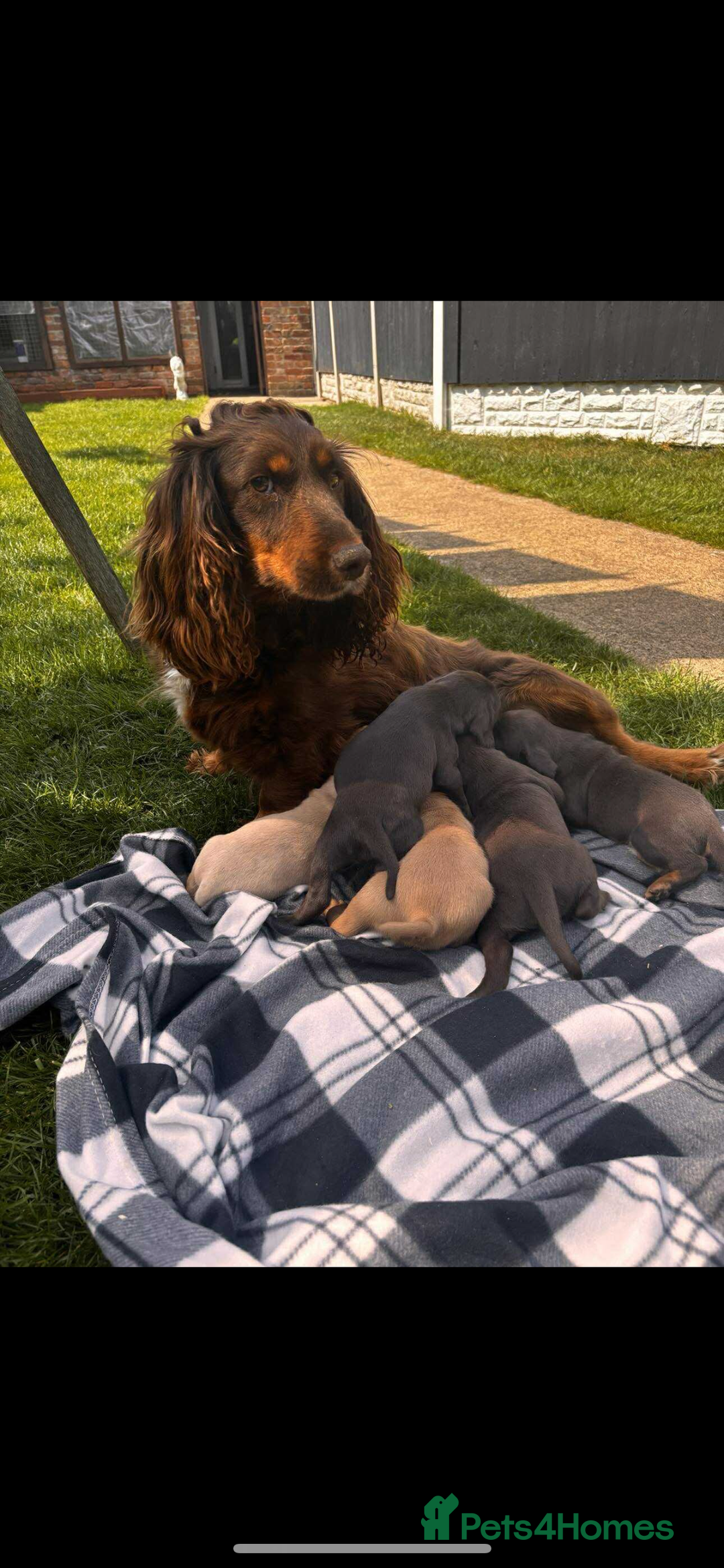 Sprocker dogs for sale: Beautiful Sprocker puppies for sale  - Image 1