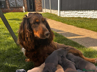 Sprocker dogs - Advert 1