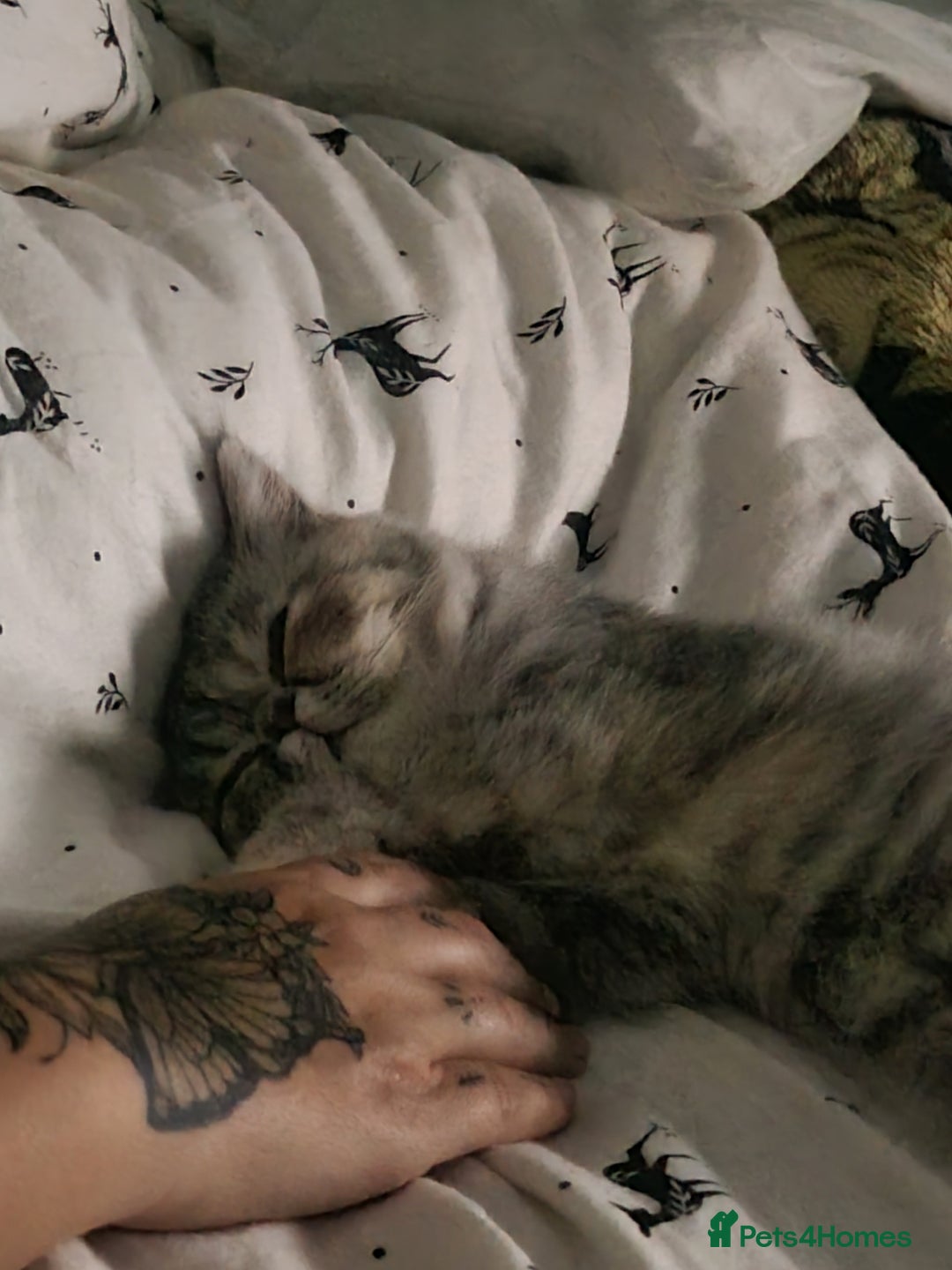 Persian cats for sale: Exotic Persian kitten lap cat very loving  - Image 5