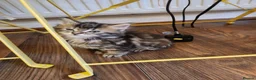 Maine Coon cats for sale: Little miss singleton  - Advert 11