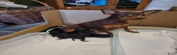 Miniature Pinscher dogs for sale: Miniature pinscher pups - Advert 6
