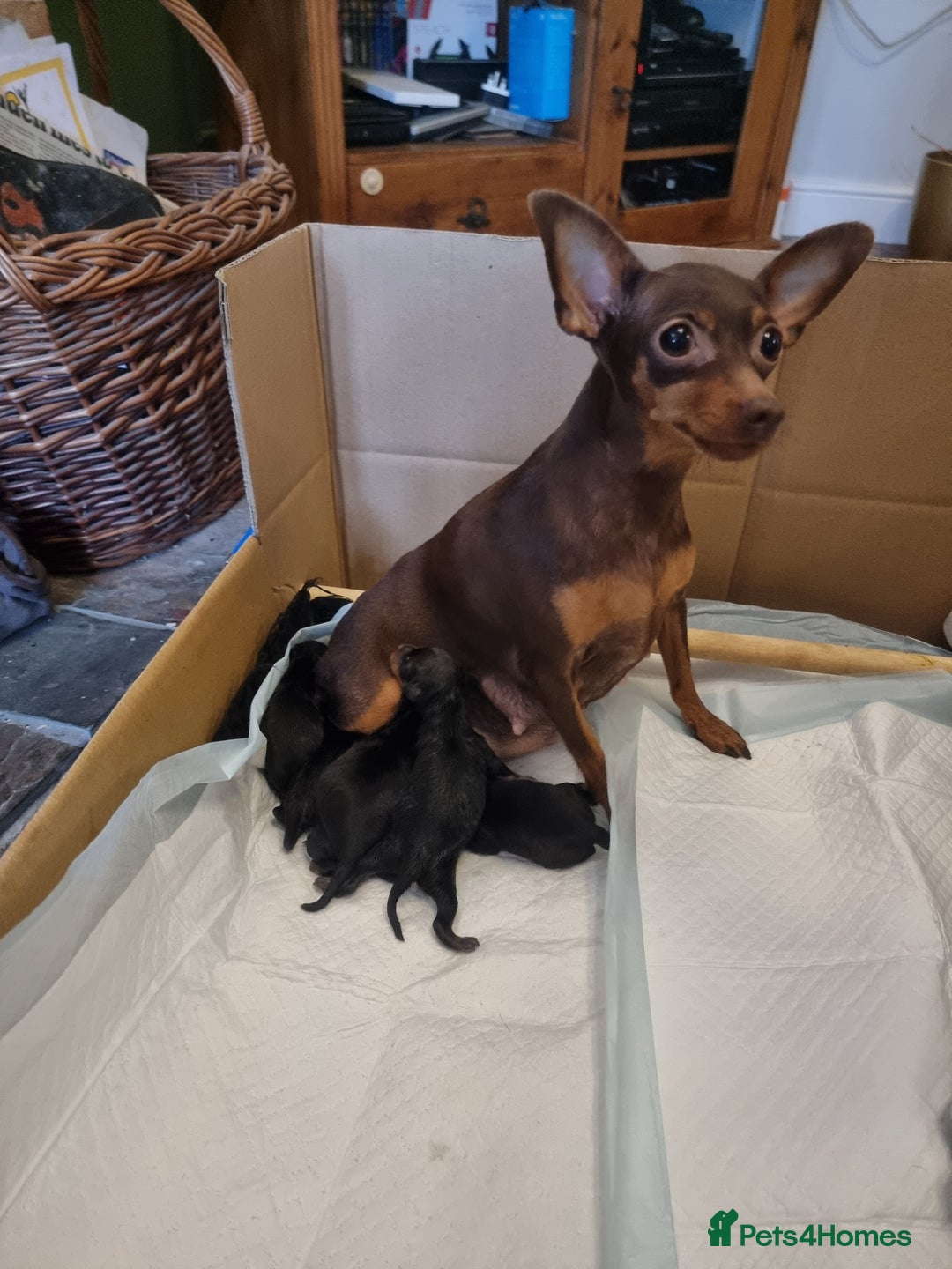 Miniature Pinscher dogs for sale: Miniature pinscher pups - Image 4