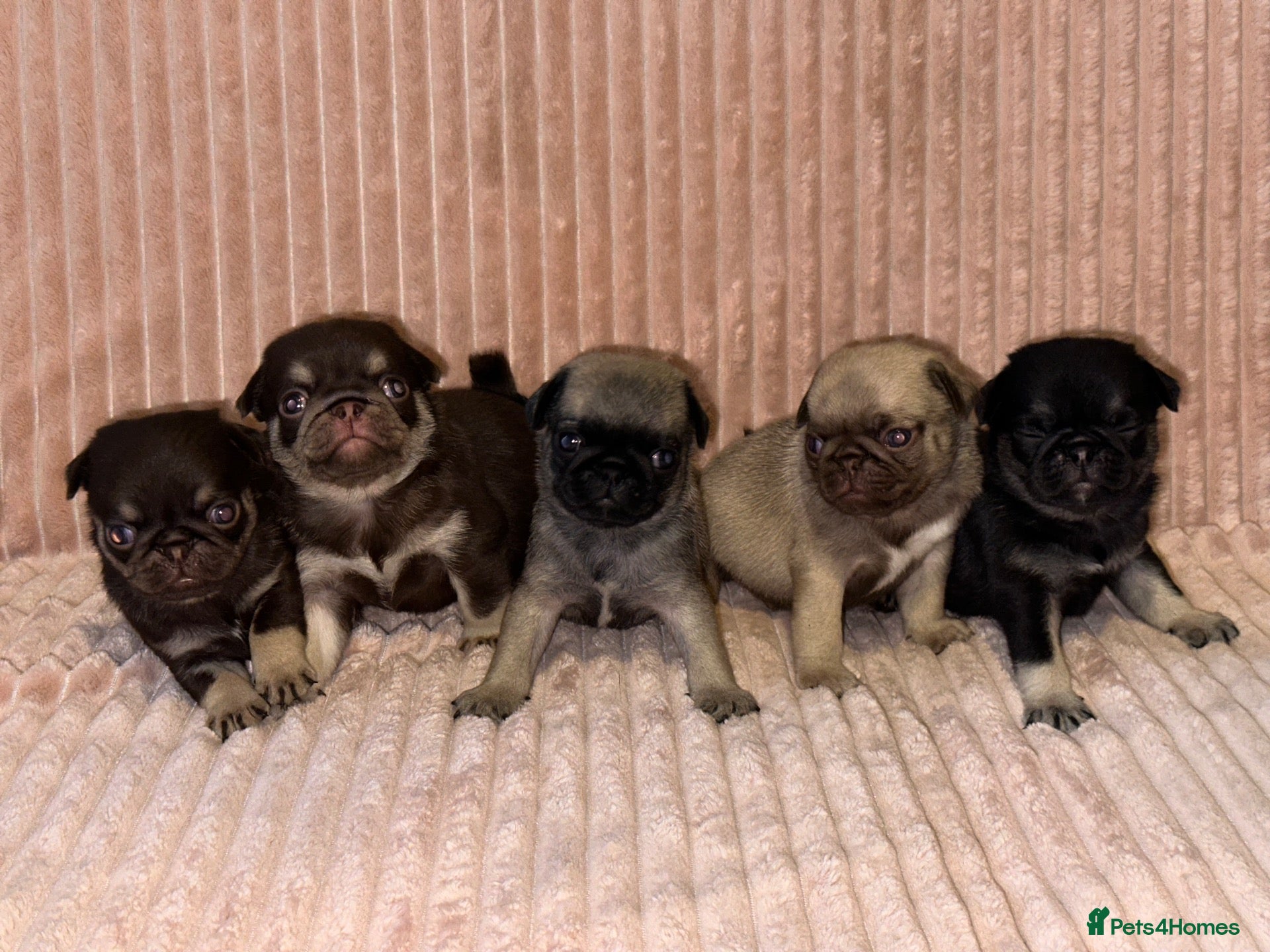 Pug dogs Gorgeous Pug Puppies - Advert 2