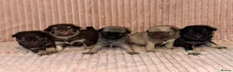 Pug dogs for sale: Gorgeous Pug Puppies - Advert 2