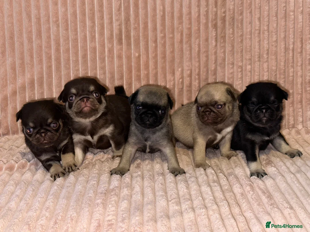 Pug dogs for sale: Gorgeous Pug Puppies - Advert 2