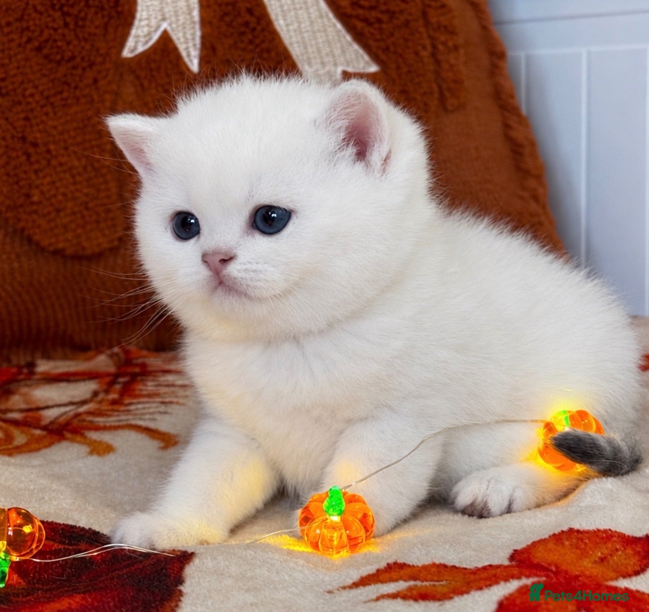 British Shorthair cats for sale: Silver British Shorthair kittens - Advert 1