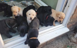 Labrador Retriever dogs for sale: Family bred Labrador puppies - Image 18