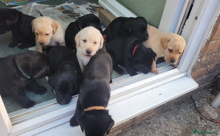 Labrador Retriever dogs - Advert 12